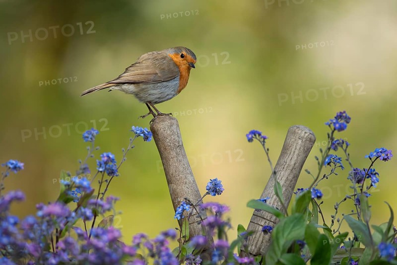 European robin (Erithacus rubecula) adult garden bird on a pair of shears handle in spring, England, United Kingdom