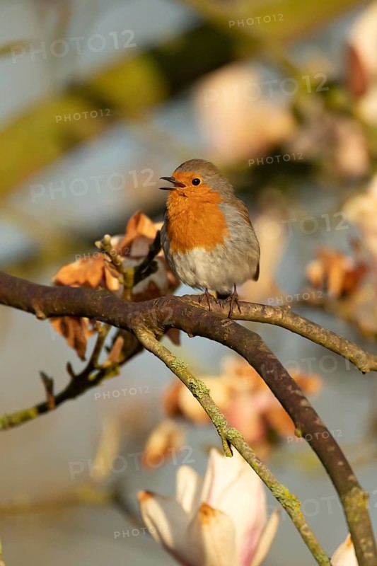 European robin (Erithacus rubecula) adult garden bird singing in a Magnolia tree with blossom in spring, England, United Kingdom