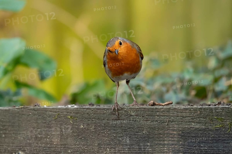 European robin (Erithacus rubecula) adult garden bird on a wooden sleeper, England, United Kingdom