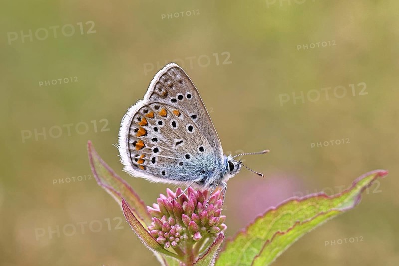 Blue butterfly (Polyommatus icarus), Common blue, female on a flower of Hemp agrimony (Asteraceae) on a forest path, underside of wings, butterfly (butterfly) of the family Lycaenidae, occurring in Europe, North Africa and Asia, Wildlife, Wilnsdorf, North Rhine-Westphalia, Germany