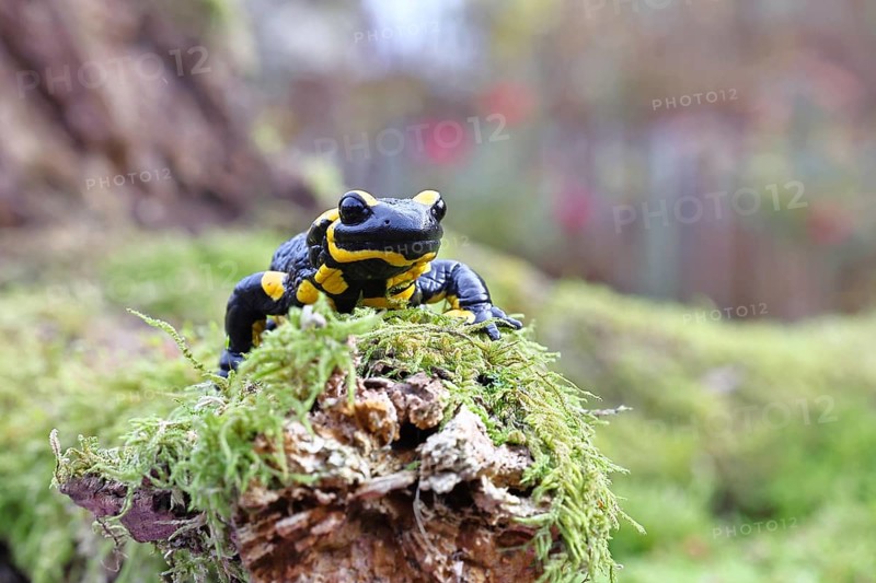 Fire salamander (Salamandra salamandra), running over moss, wildlife, looking into the camera, close-up, Wilnsdorf, North Rhine-Westphalia, Germany