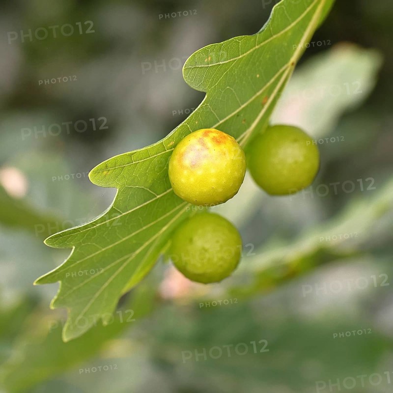Common oak gall wasp (Cynips quercusfolii) on a leaf of an English oak, Wilnsdorf, North Rhine-Westphalia, Germany