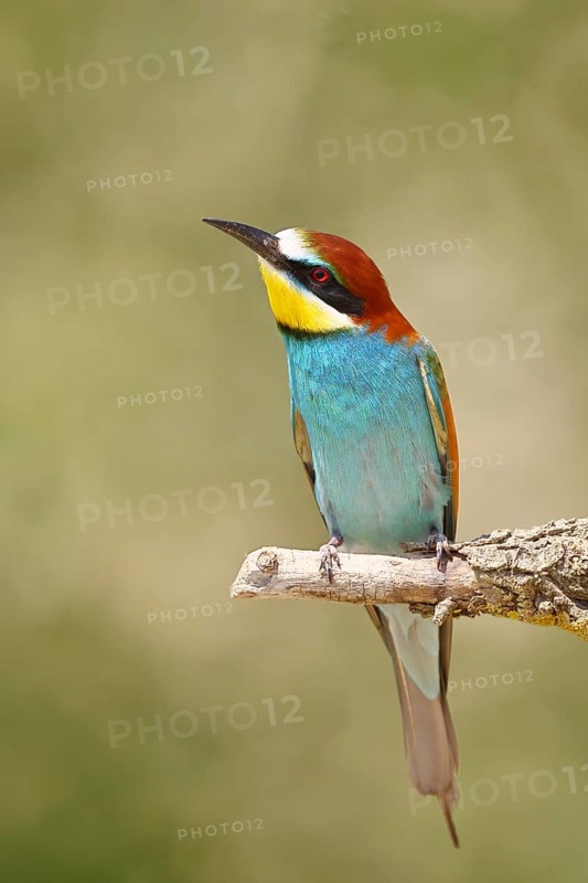European bee-eater (Merops apiaster) sitting on a branch covered with green lichen, Lake Neusiedl, Burgenland, Austria