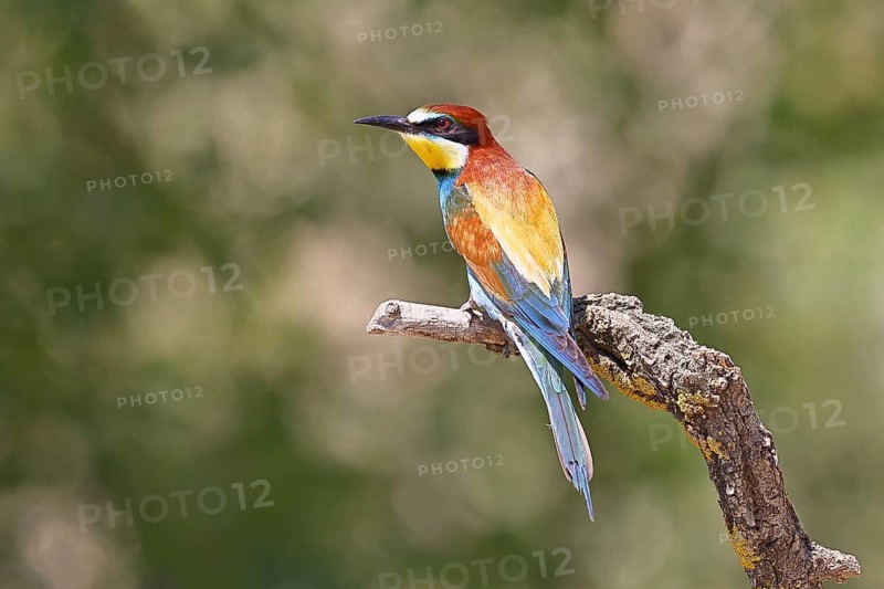 European bee-eater (Merops apiaster) sitting on a branch covered with green lichen, dorsal view, Lake Neusiedl, Burgenland, Austria
