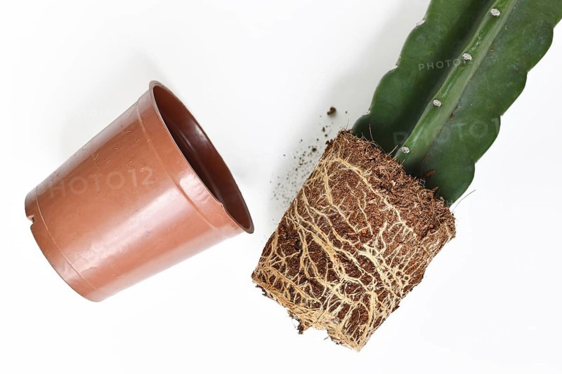 Roots and rootball of Cuddly cactus houseplant with soil with flower pot on white background
