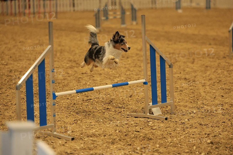Agility, Australia Sheppard jumps over hurdle