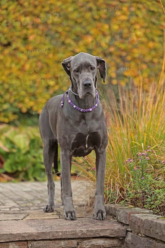 Great Dane