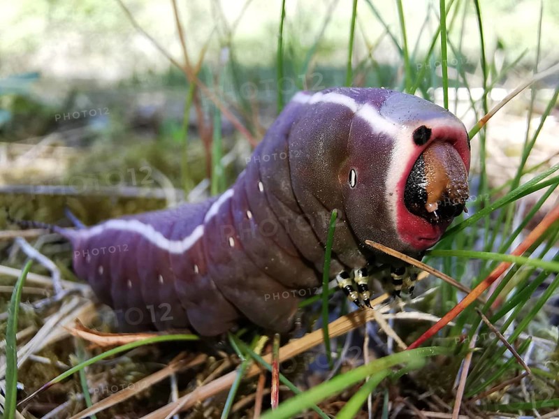Close-up of a purple caterpillar (eruca) of the puss moth (cerura vinula) with striking colouration in the grass, Thuringian Forest