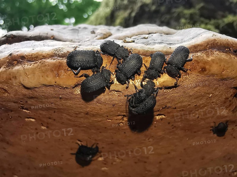 Small black beetles Tinder fungus black beetles (Bolitophagus reticulate bolitophagus) are distributed on a brown surface of a tree fungus and move, Franconian Forest nature park Park, Germany