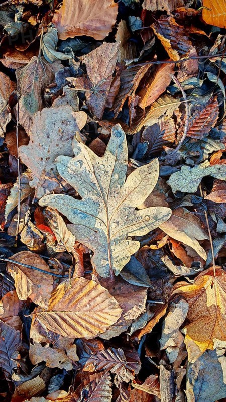 Frosty oak leaf lying on autumn deciduous cover, Frankenwald nature park Park