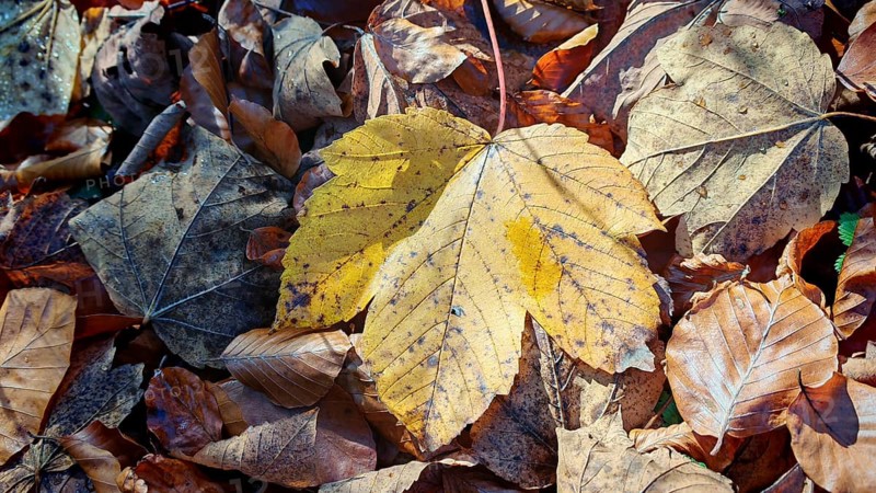 Different autumn leaves are mixed on the forest floor, Franconian Forest nature park Park