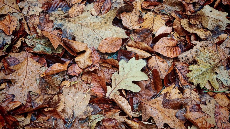 A variety of autumn leaves cover the forest floor in warm shades, Franconian Forest nature park Park