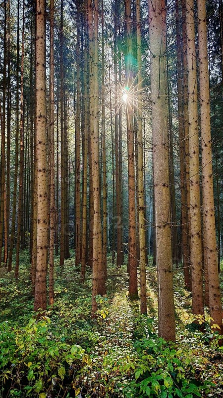 Light shines through a dense forest characterized by tall trees and green undergrowth, Franconian Forest nature park Park