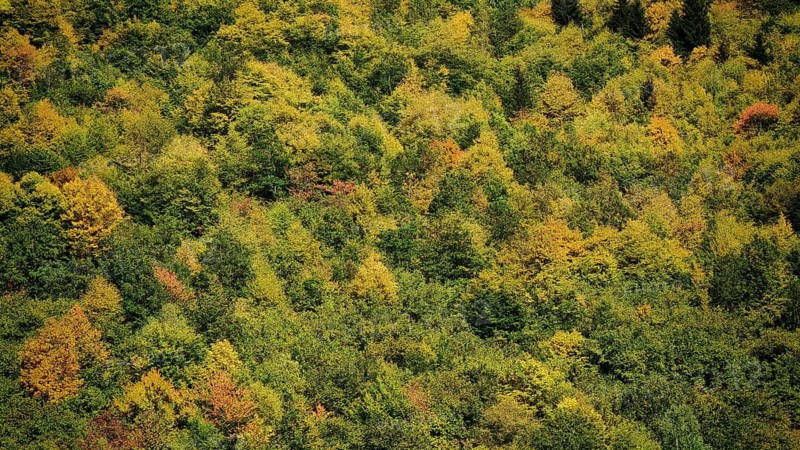 Aerial view of forest in various shades of green, Stepantsminda, Georgia