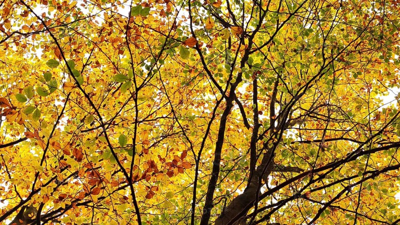 View through the treetops in warm autumn colors, Franconian Forest nature park Park