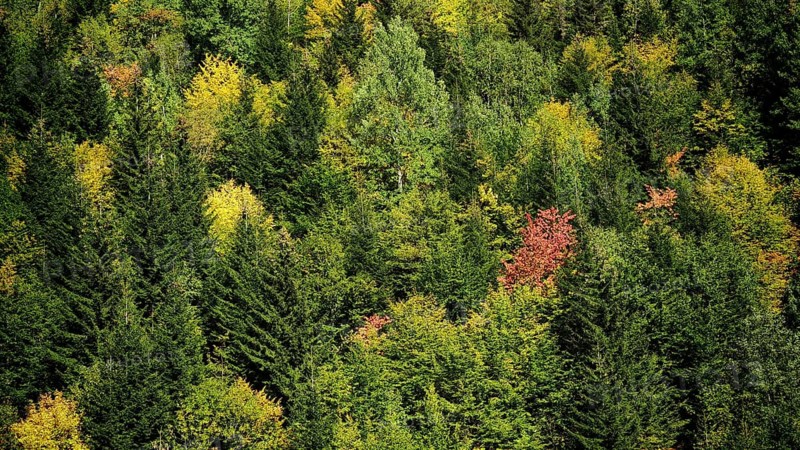 Dense forest with various shades of green and some autumn colors, Stepantsminda, Georgia