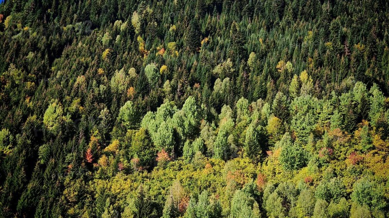 A thick forest with different shades of green trees, Stepantsminda, Georgia
