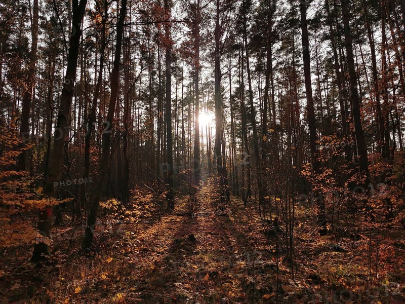 Sunlight breaks through trees in an autumn forest, Potsdam, Germany