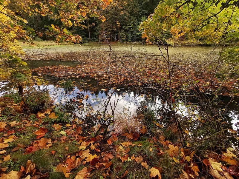 Pond with floating autumn leaves and trees reflecting in the water, Frankenwald nature park Park, Germany