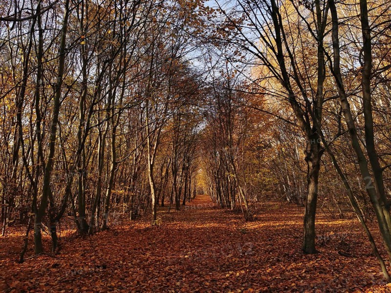 A long forest trail is covered by autumn leaves and lined with trees, Frankenwald nature park Park, Germany