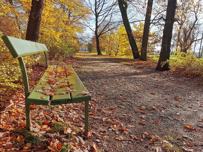 A green bench in an autumnal park covered with colorful leaves, Potsdam, Germany