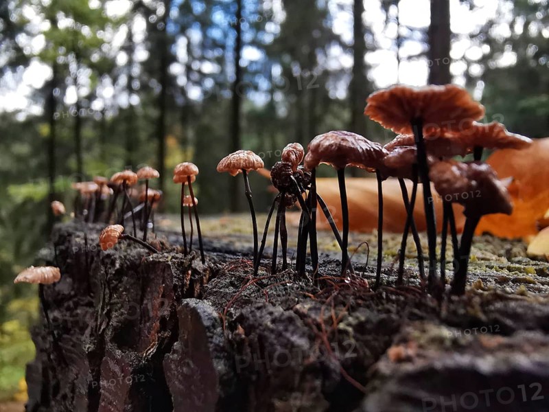 Close-up of mushrooms growing on a mossy tree stump, funny scene, Frankenwald nature park Park, Germany
