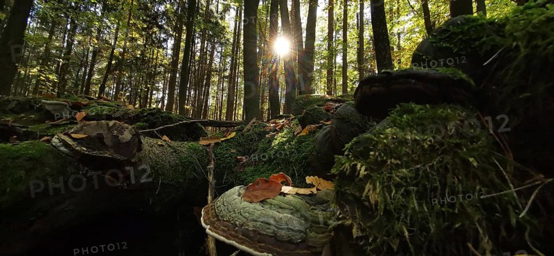 Close-up view of forest with mushrooms and moss in sunlight, Thuringian Forest, Germany
