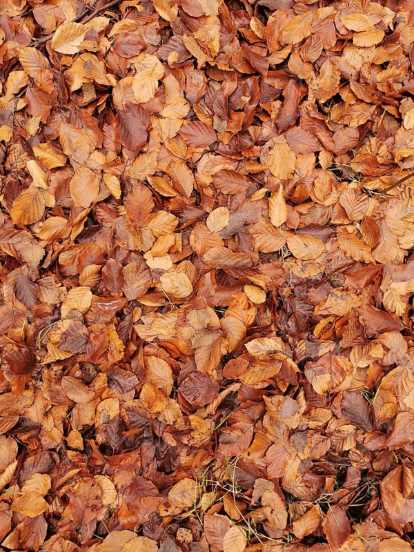 Heap of dried autumn leaves in various shades of brown as soil cover, Frankenwald nature park Park, Germany