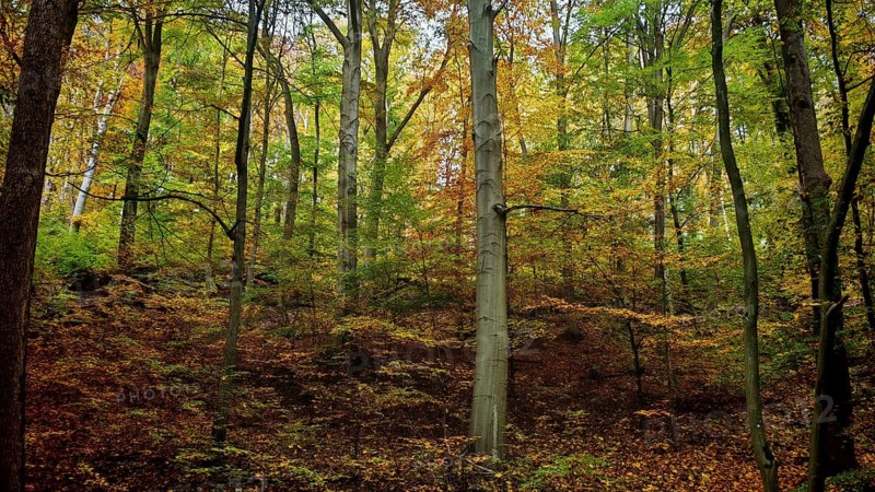Forest with colorful autumn leaves, thick trees and a natural floor covering of leaves that create an atmospheric autumn landscape, Hainich National Park, Germany