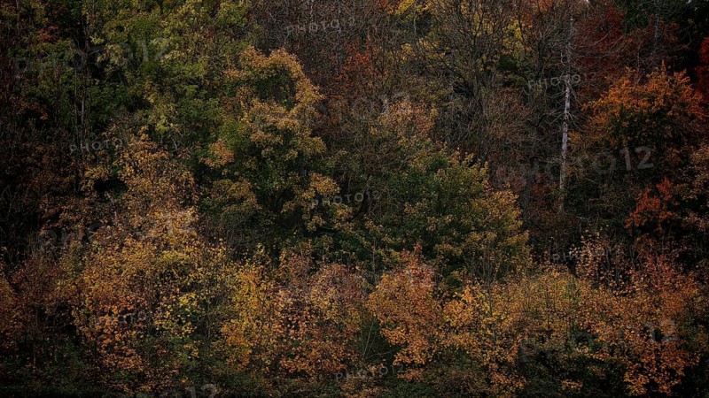 Dense tree landscape in autumn with a mix of brown and green tones that form a harmonious natural scene, Hainich National Park, Germany