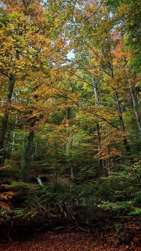 Lively forest in autumn, rich in colorful leaves and various shades of autumn. A dynamic and colorful scene, Hainich National Park, Germany