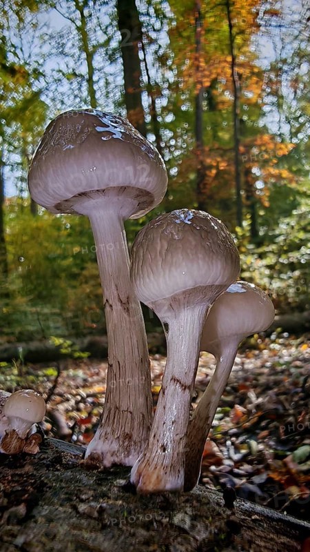 Mushrooms Scheidenstreiflinge (amanita crocea) grow from a tree trunk in autumn forest, surrounded by colourful foliage in a damp, natural environment, Franconian Forest nature park Park