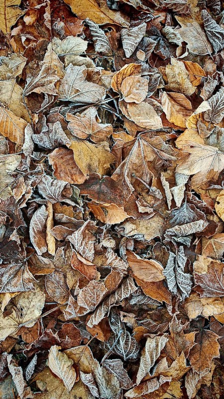 Frozen autumn leaves in various shades of brown, Frankenwald nature park Park
