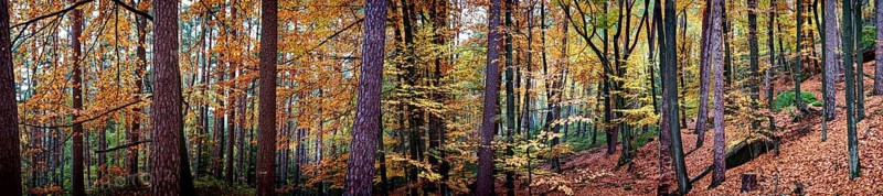 Autumn forest with bright orange leaves and tall trees offers a peaceful and natural atmosphere