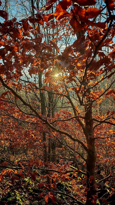 Sunlight floods the autumn leaves of a tree, Frankenwald nature park Park