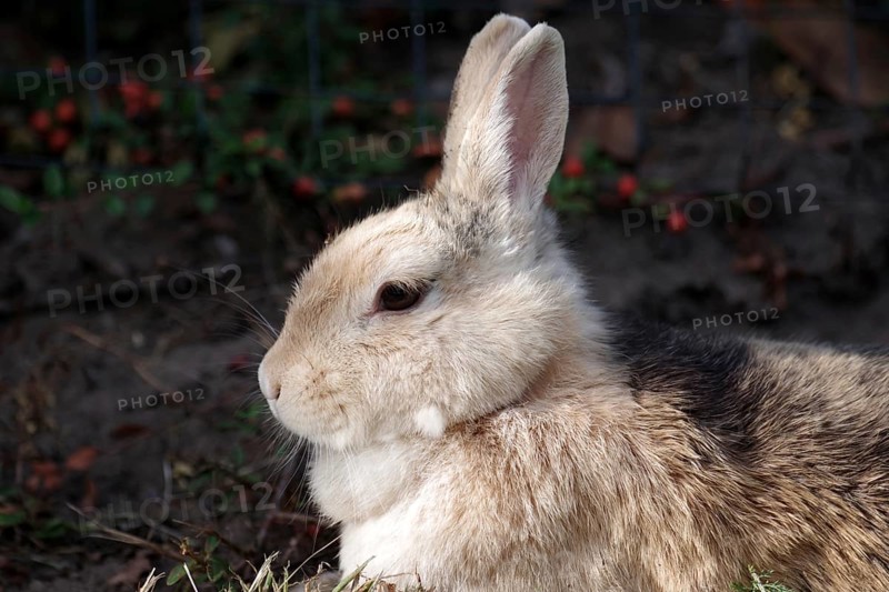 Domestic rabbit (Oryctolagus cuniculus domestica), side profile, dark background, cute