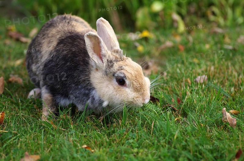 Domestic rabbit (Oryctolagus cuniculus domestica), garden, grass, eating, The rabbit finds enough food in the garden