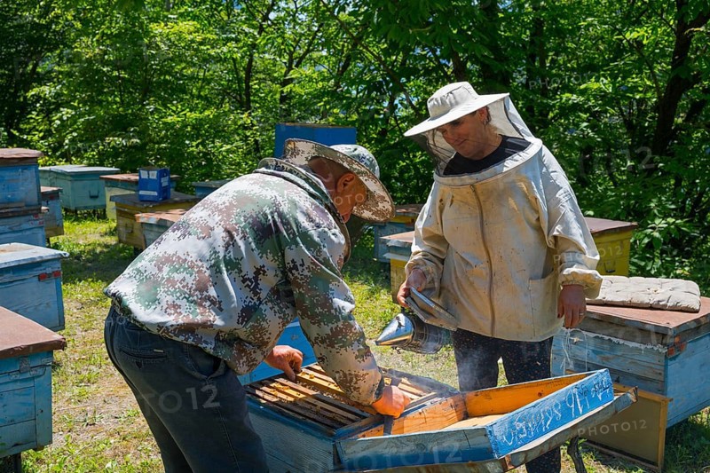 Beekeepers in protective suit with smoking equipment inspect beehives, beekeepers, Mingrelia region and Upper Svaneti, Georgia