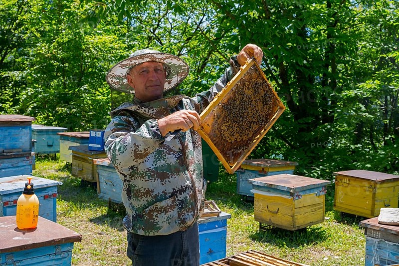 Man wearing camouflage clothes showing beehive frames in apiary, beekeeper, Mingrelia region and Upper Svaneti, Georgia