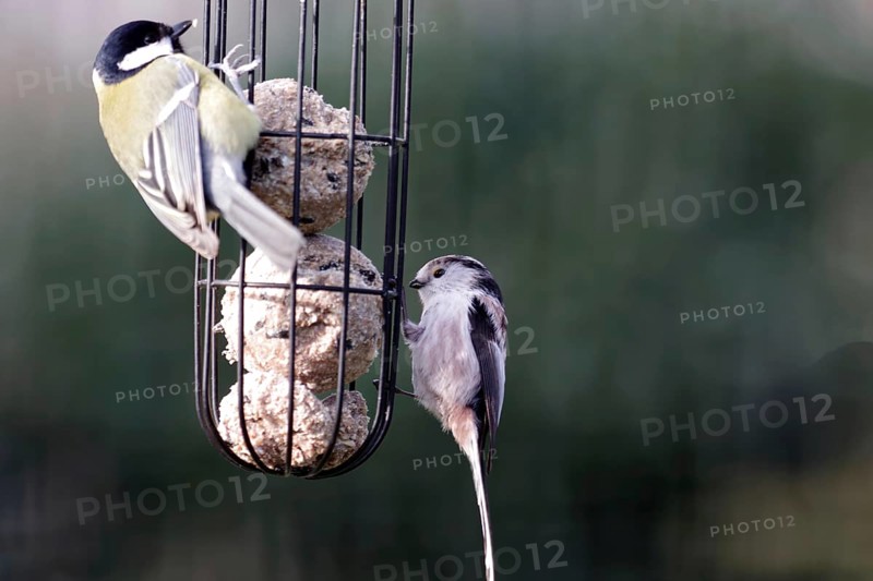 Long-tailed tit (Aegithalos caudatus), great tit, tit dumpling, hunger, bird feeding, winter, Germany