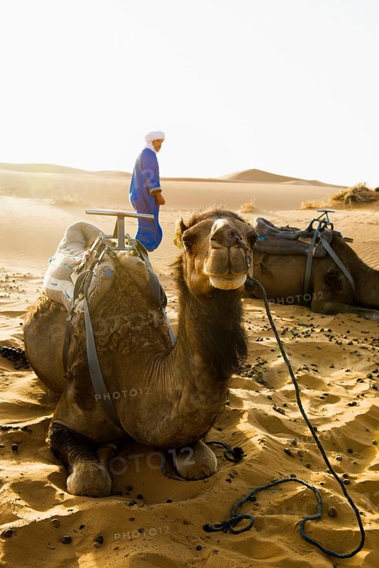 Berbers and dromedaries in the sand dunes, near Merzouga, Meknès-Tafilalet region, Erg Chebbi, northern Sahara, Morocco