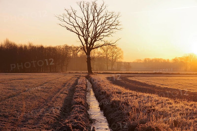 Daybreak, golden hour, frozen, tree, stream, lighting atmosphere, peace, North Rhine-Westphalia, Germany, The winter landscape shines in an orange light. The silhouettes of the trees appear dark during the first rays of sunlight