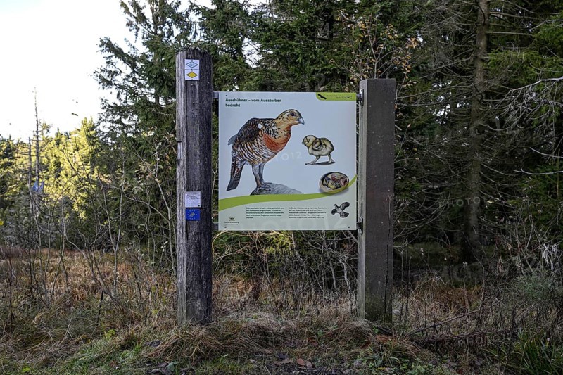 Capercaillie display, high moor on the Hornisgrinde, Hornisgrinde-Biberkessel nature reserve, municipality of Sasbachwalden, Ortenaukreis, Baden-Württemberg, Germany