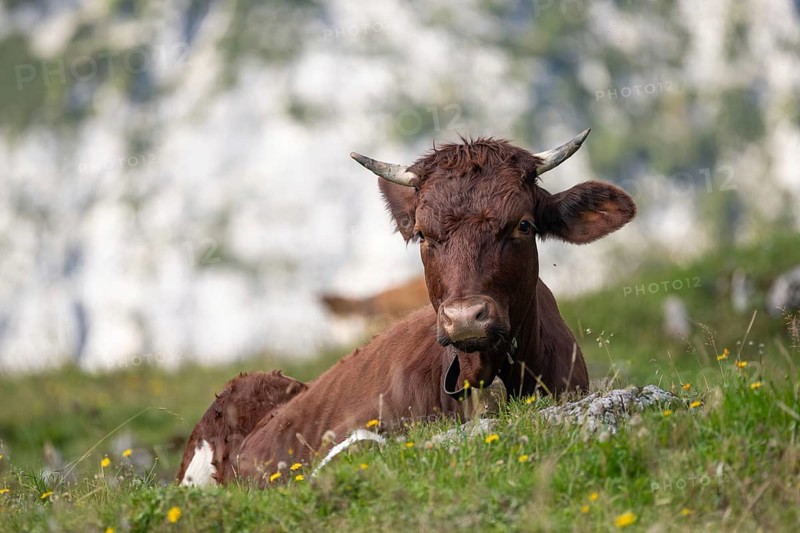 Pinzgau beef with cowbell on the Halsalm near Ramsau, Berchtesgaden National Park, Bavaria, Germany