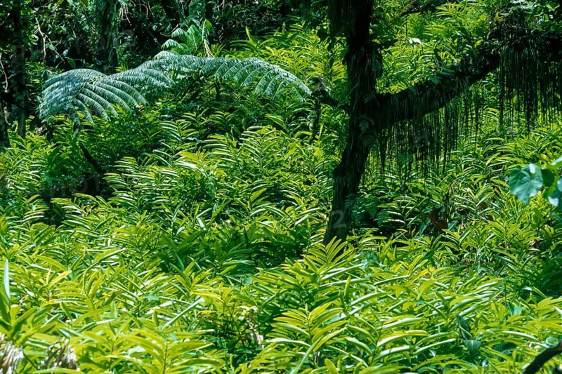 Tropical vegetation, Tahiti, French polynesia