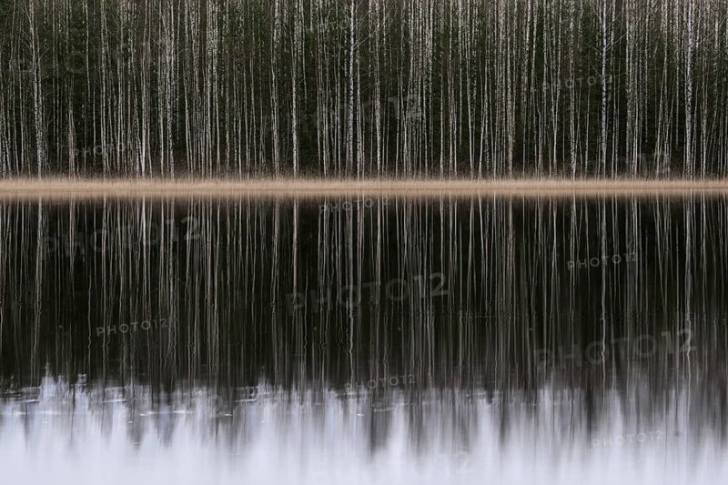 Tight standing, white-black trunks, birch forest on lakeside in winter, forest, multiple exposure, Finland
