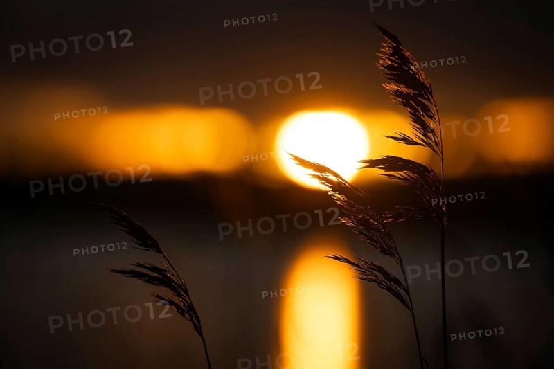 Silhouette of reed stalks against setting sun, Finland