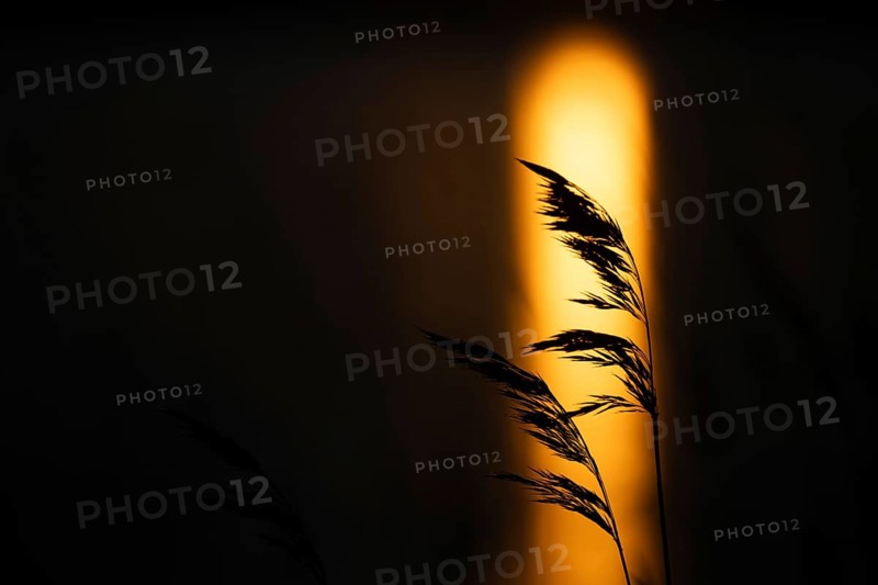 Silhouette of reed stalks, setting sun reflected on sea surface, Finland
