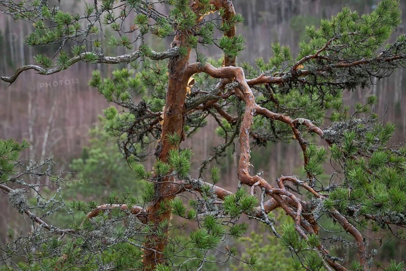 Gnarled branches of a pine tree in winter, near Heinola, Finland