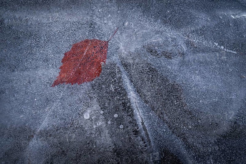 Reddish leaf in the ice layer of a frozen lake, winter, Finland